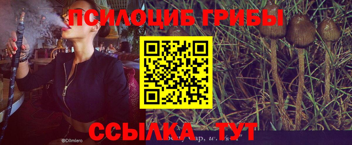 Нарткала  Псилоцибиновые грибы MAGIC MUSHROOMS  Вход с VPN 